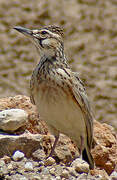 Short-tailed Lark