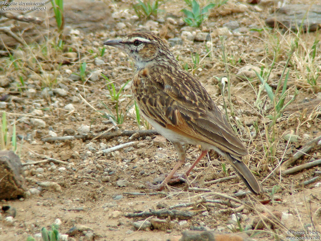 Alouette abyssinienne, identification