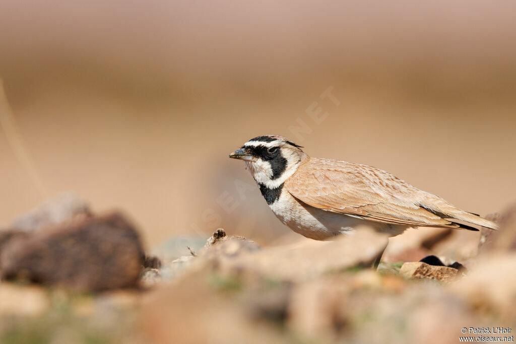 Temminck's Lark