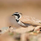 Alouette bilophe