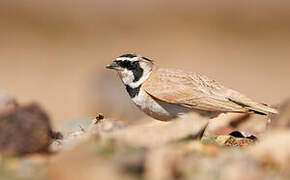 Temminck's Lark