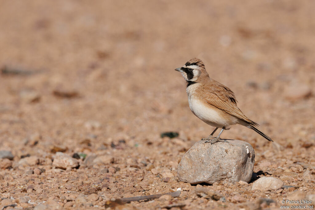 Temminck's Lark