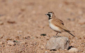 Temminck's Lark