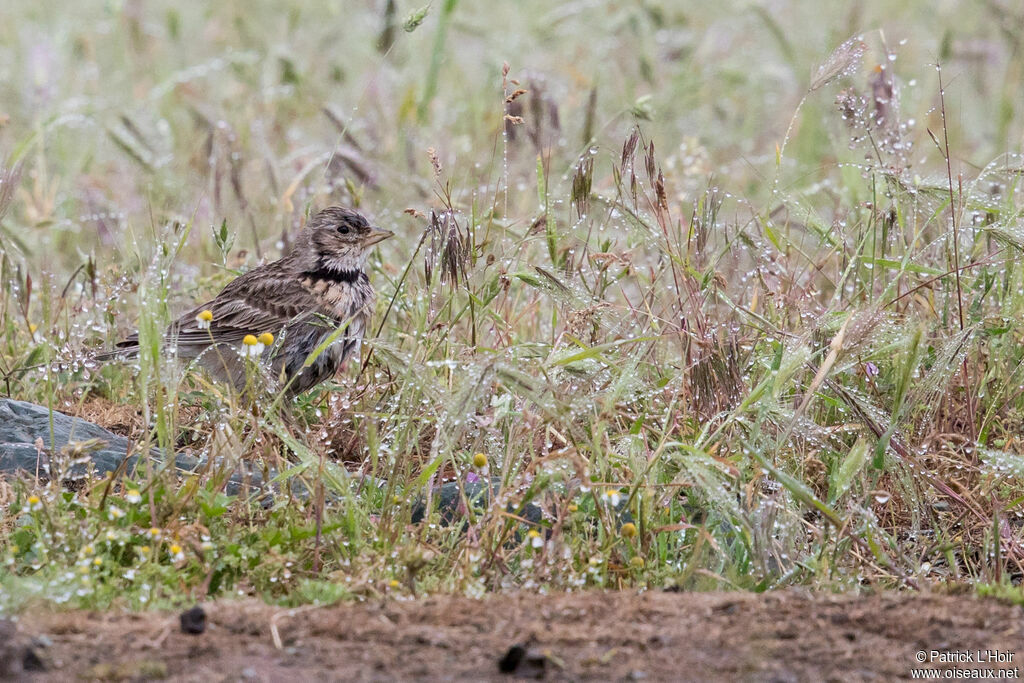 Calandra Lark