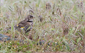 Calandra Lark