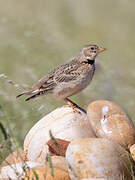 Calandra Lark