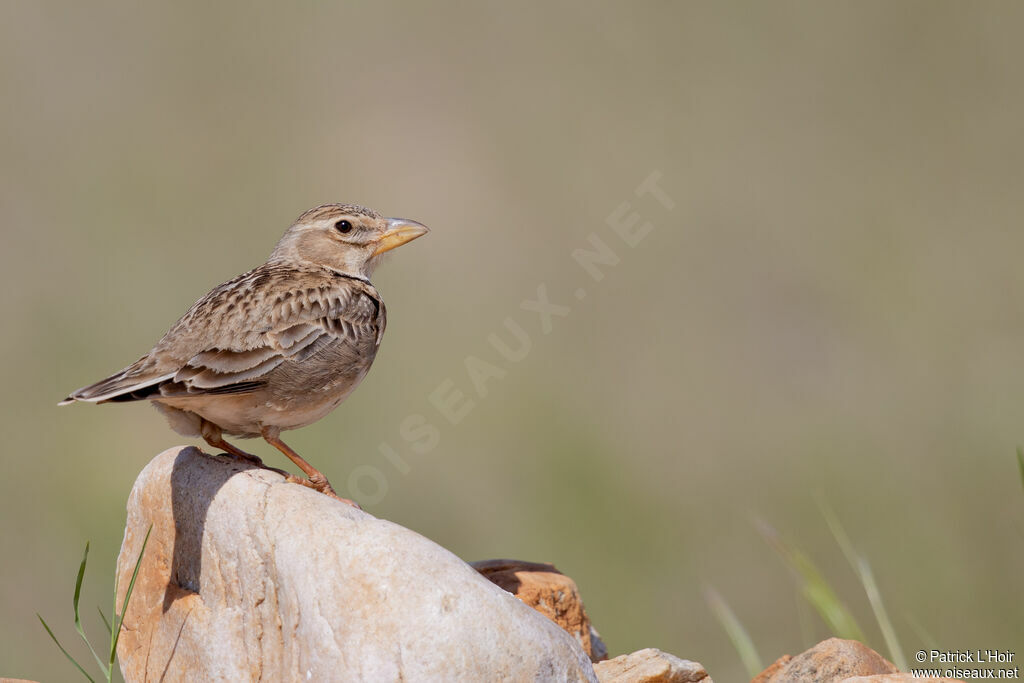 Calandra Lark