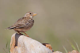 Calandra Lark