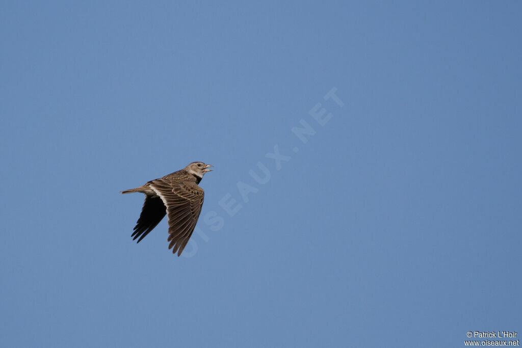 Calandra Lark