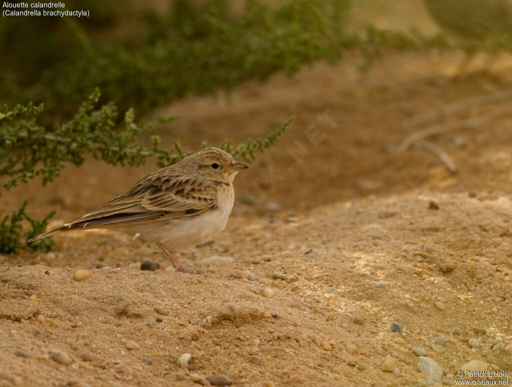 Greater Short-toed Lark