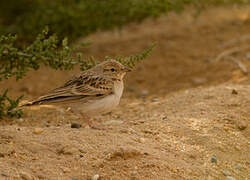 Greater Short-toed Lark