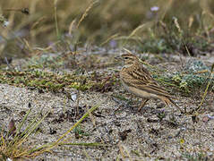 Greater Short-toed Lark