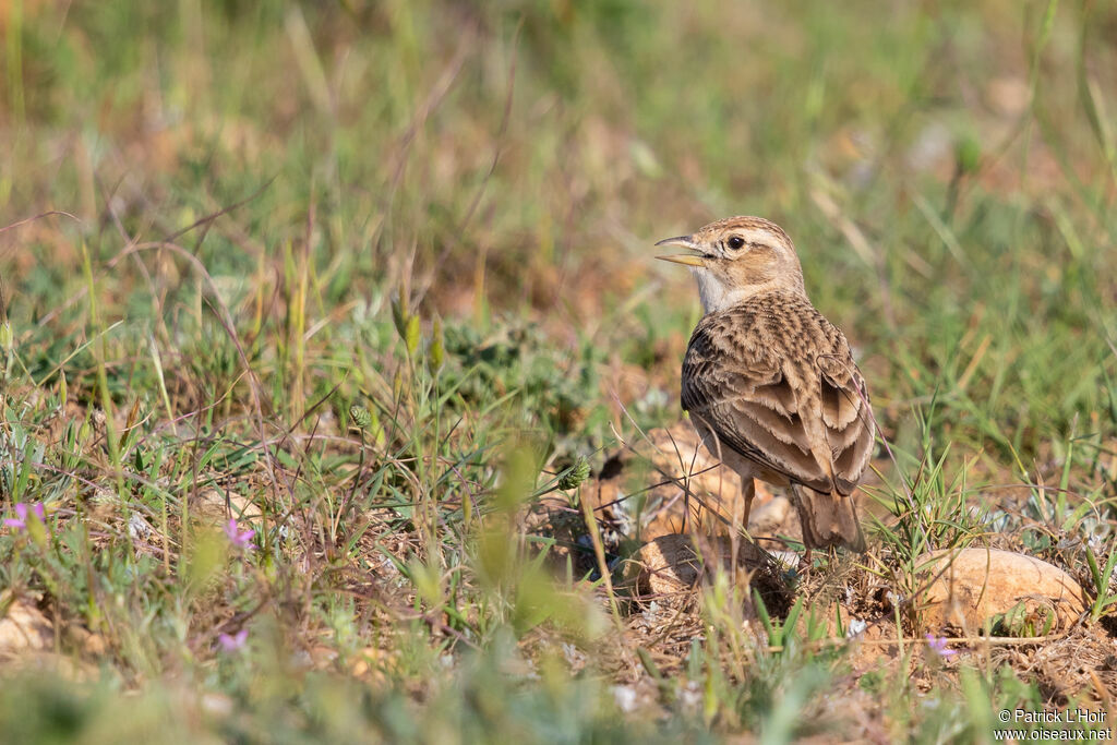 Greater Short-toed Lark