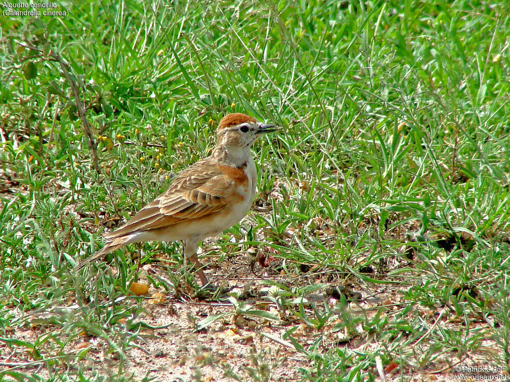 Red-capped Lark