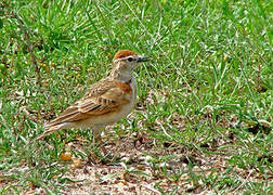 Red-capped Lark