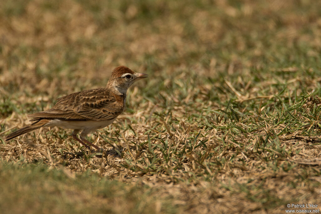 Red-capped Lark