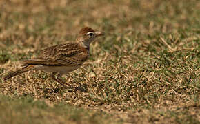 Red-capped Lark