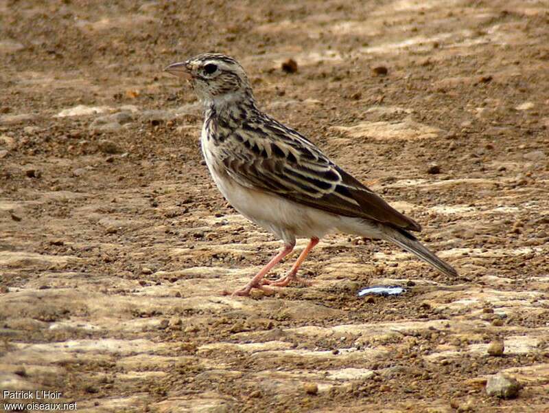 Athi Short-toed Larkadult, identification