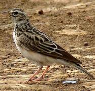 Athi Short-toed Lark