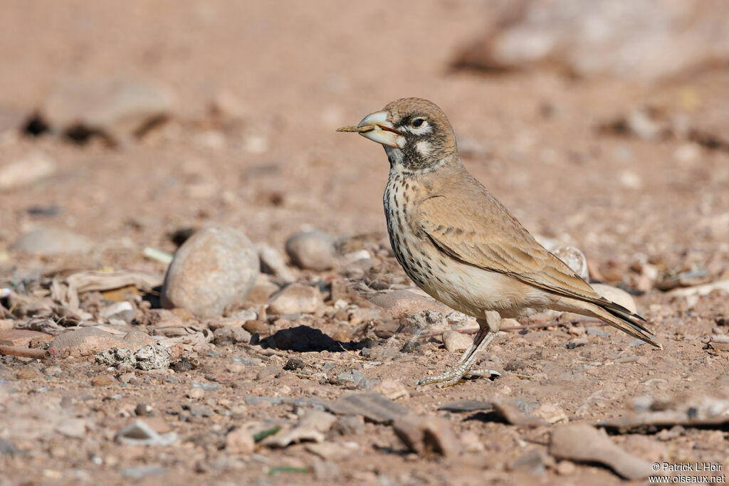 Thick-billed Lark