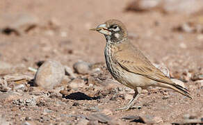 Thick-billed Lark