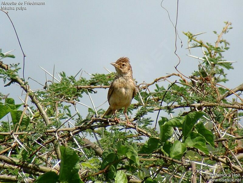 Friedmann's Larkadult, Behaviour