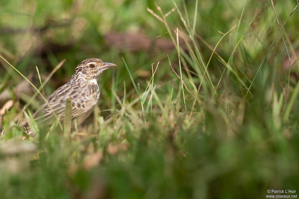 Jerdon's Bush Lark