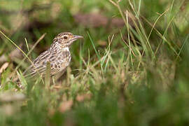 Jerdon's Bush Lark