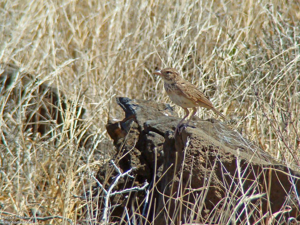 Williams's Larkadult, habitat, pigmentation