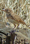 Williams's Lark