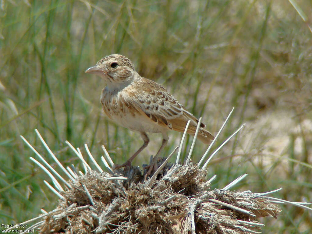 Williams's Larkjuvenile, identification