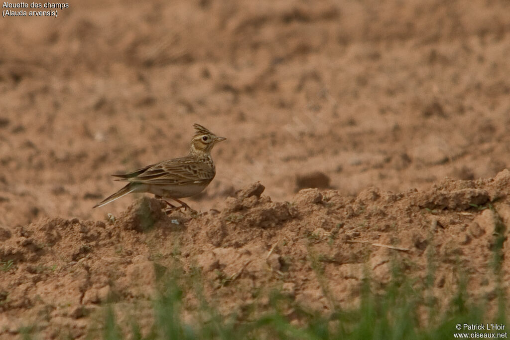 Eurasian Skylark