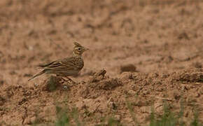 Eurasian Skylark