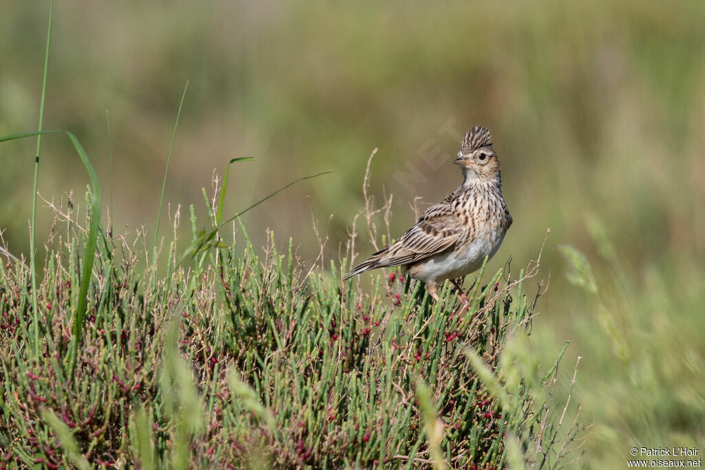 Eurasian Skylark