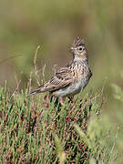 Eurasian Skylark