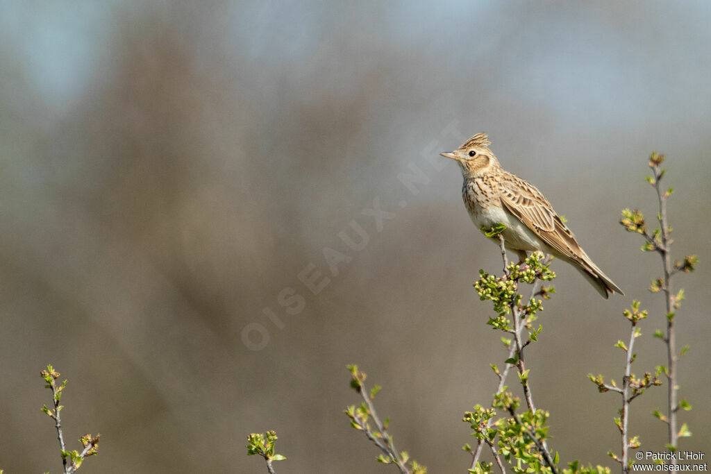 Eurasian Skylark