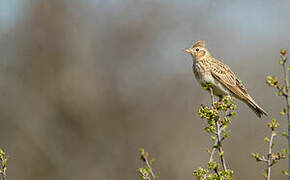 Eurasian Skylark