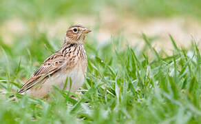 Eurasian Skylark