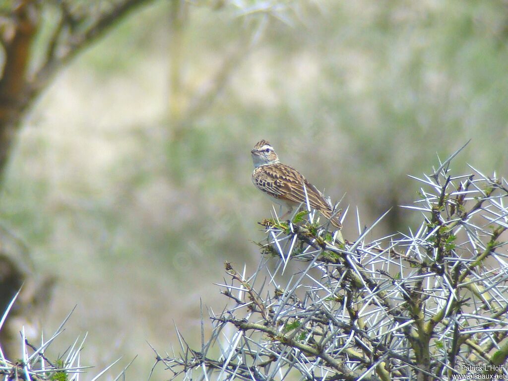 Fawn-colored Lark