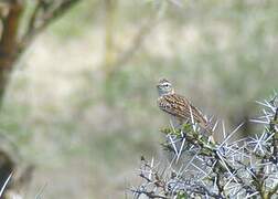 Fawn-colored Lark