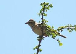 Fawn-colored Lark