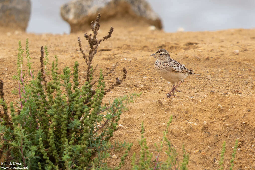 Oriental Skylark, habitat, pigmentation