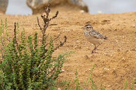 Oriental Skylark