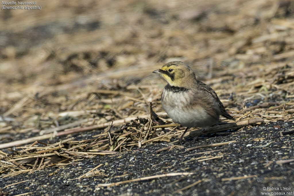 Horned Larkadult