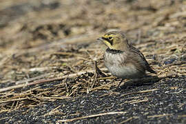 Horned Lark