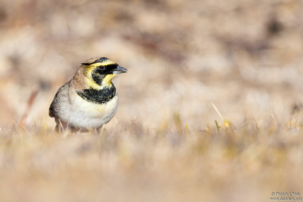 Horned Lark