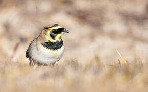 Horned Lark