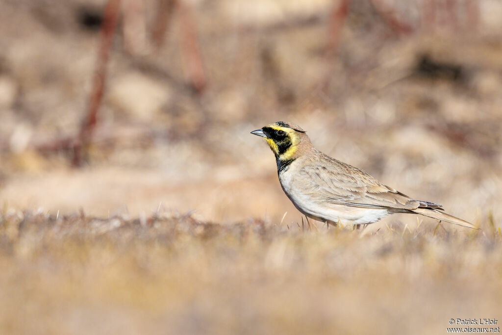 Horned Lark