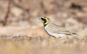 Horned Lark