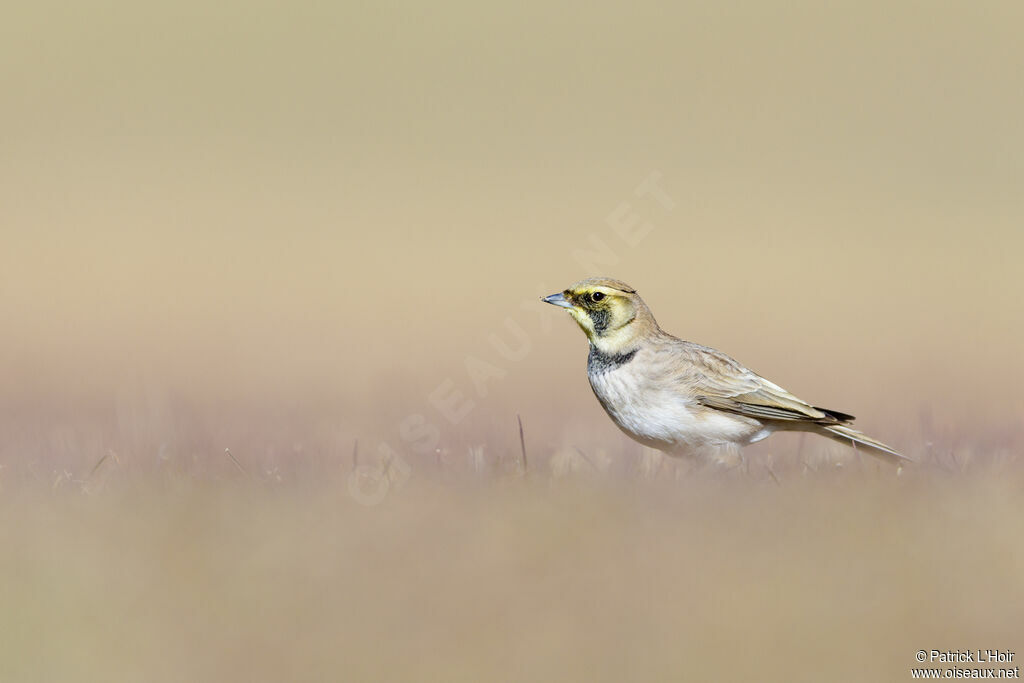 Horned Lark